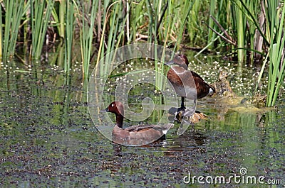 Pair of Ferruginous Duck Stock Photo