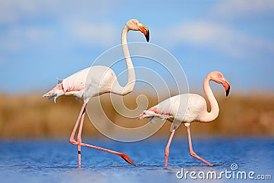 Pair of flamingos. Bird love in blue water. Two animal, walking in lake. Pink big bird Greater Flamingo, Phoenicopterus ruber, in Stock Photo