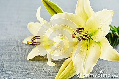 Pair of flower blooms over concrete background Stock Photo