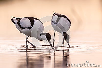 Pair of foraging pied avocet Stock Photo