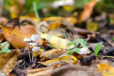 Pair of fragile thin mushrooms, in moorland, in forest. Stock Photo