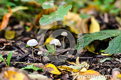 Pair of fragile thin mushrooms, in moorland, in forest. Stock Photo