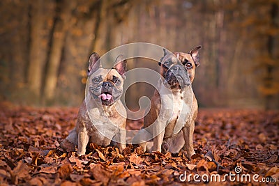 Pair of French Bulldog dogs sitting in seasonal forest with fallen autum leaves Stock Photo