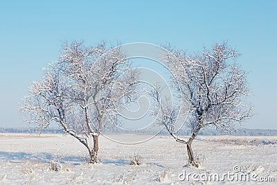 Pair of frozen tree among winter snowbound plain Stock Photo
