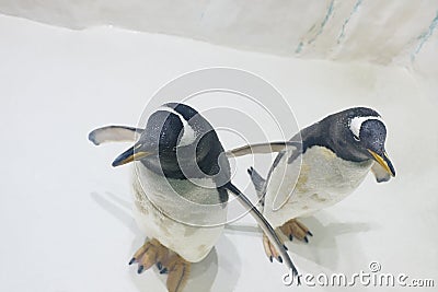 Pair of funny Gentoo penguins Pygoscelis papua at zoo on ice background Stock Photo