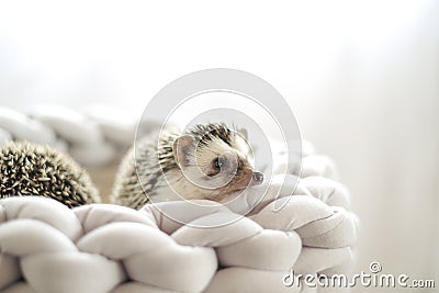 pair of funny hedgehogs in a wicker nest.prickly pet. Hedgehog in a gray wicker bed on a blurred background.African Stock Photo