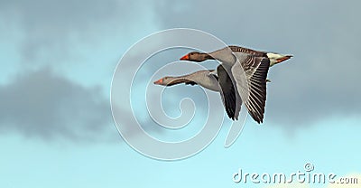 A pair of geese flying together. Stock Photo
