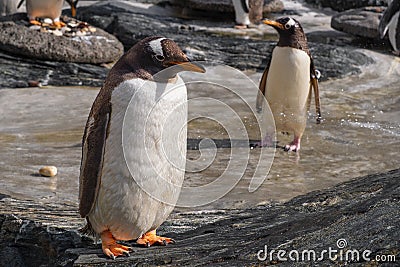 Pair of Gentoo Penguin birds natively inhabiting south chemosphere in an zoological garden Stock Photo