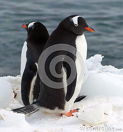 A pair of Gentoo penguins relax in Antarctic sunshine Stock Photo
