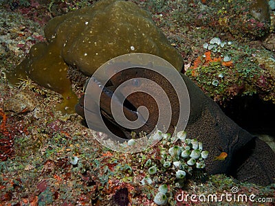 Pair of Giant Moray Eels Stock Photo