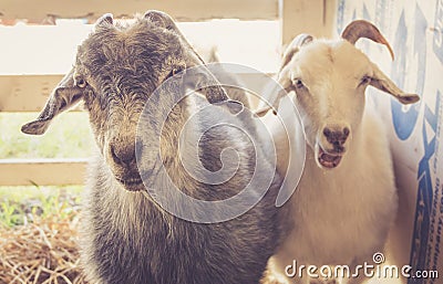 Pair of goats have funny expressions at the county fair Stock Photo
