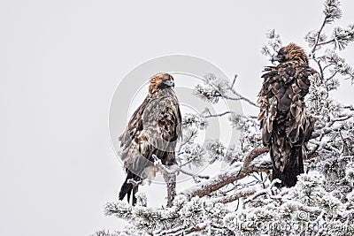 Pair of Golden Eagles Stock Photo