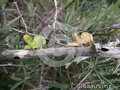 Pair of grasshopper on branch in Swaziland Stock Photo