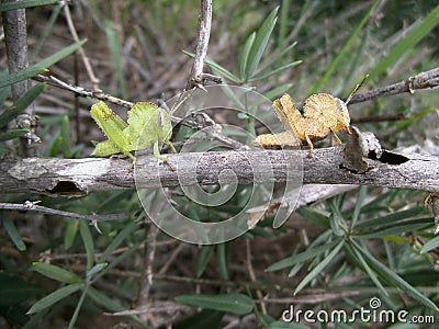 Pair of grasshopper on branch in Swaziland Stock Photo