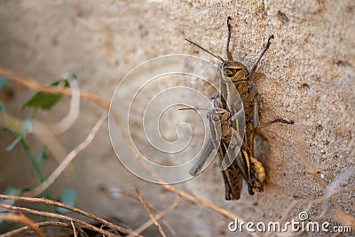 Grasshoppers Mating on a Stone Wall Stock Photo