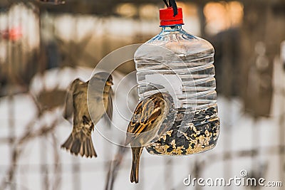 A pair of gray and brown sparrows is in the transparent plastic bottle feeder house in the park in winter Stock Photo