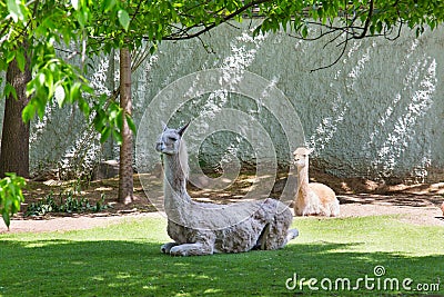 A pair of gray and light brown guanacos Lat. Lama guanicoe lie on the green grass under the crowns of trees. Wildlife fauna Stock Photo