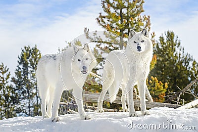 A pair gray timber wolf in winter Stock Photo