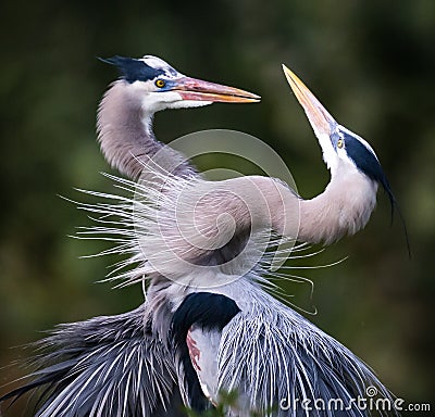 Pair of Great Blue Herons in mating behavior Stock Photo