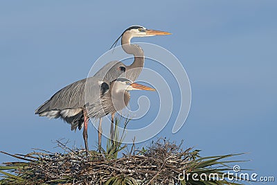 Pair of great blue herons on nest Editorial Stock Photo