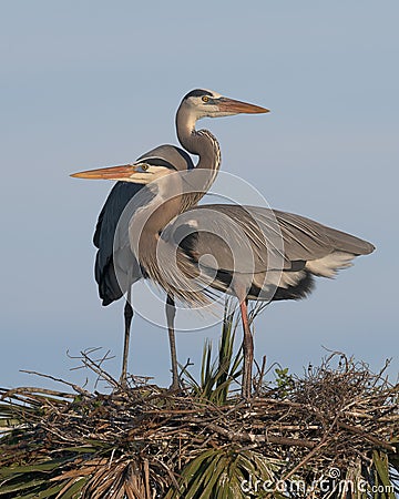 Pair of great blue herons on nest Stock Photo