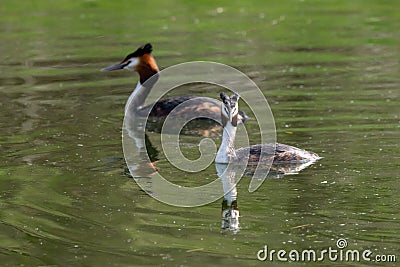 Pair of Great Crested Grebe Podiceps cristatus reflection on still lake water Stock Photo
