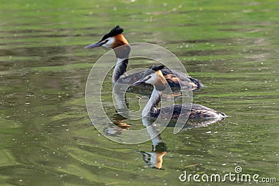 Pair of Great Crested Grebe Podiceps cristatus reflection on still lake water Stock Photo