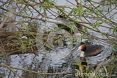 Pair of great crested grebes by nest with egg Stock Photo