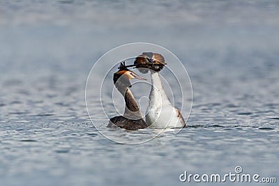 Pair of mating great crested grebes podiceps cristatus dancing Stock Photo