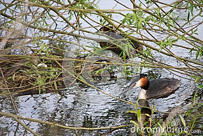 A pair of great crested grebes by their nest with a single egg. Stock Photo