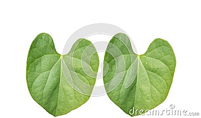 Pair of Green foliage tropical leaf isolated on white backgrouds Stock Photo