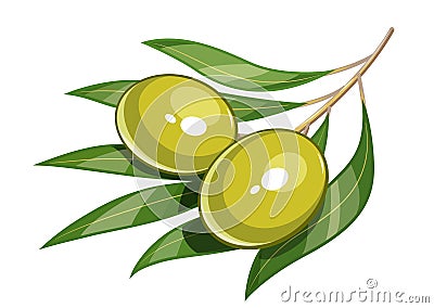 Pair of green olive vector illustration eps10 Vector Illustration