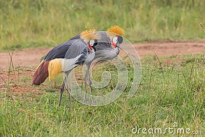 Pair of Grey Crowned Cranes Foraging Stock Photo