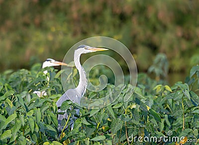 A pair of Grey Herons amongst trees Stock Photo