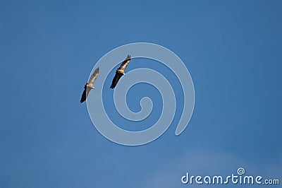 Pair of griffon vultures Gyps fulvus in flight. Stock Photo