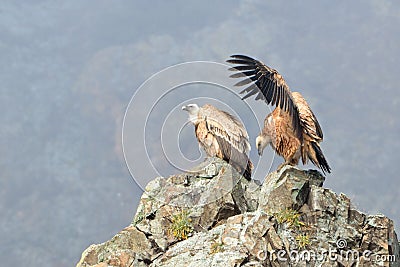 Pair of Griffon Vultures on a Rock Stock Photo