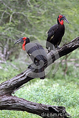 A pair of Ground Hornbills Stock Photo