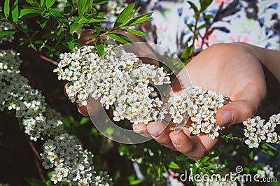 Pair of hands holding a cluster of tiny, white spring flowers. Spiraea Arguta Stock Photo