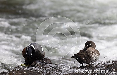 Pair of Harlequin Ducks on a Rock in the Yellowstone River Stock Photo