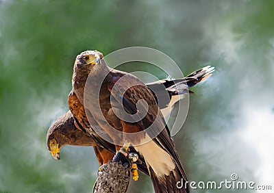 Pair of Harris hawks on a perch Stock Photo