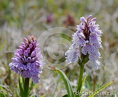 Pair of Heath Spotted Orchids, Cornwall UK Stock Photo