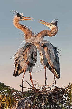 Pair of herons Stock Photo