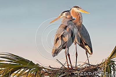 Pair of herons Stock Photo