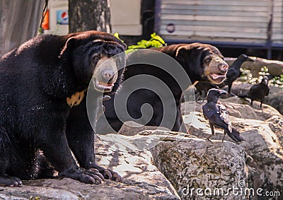 pair of Himalayan bears sitting on a rock next to the crows. Cute animals in the zoo. Editorial Stock Photo