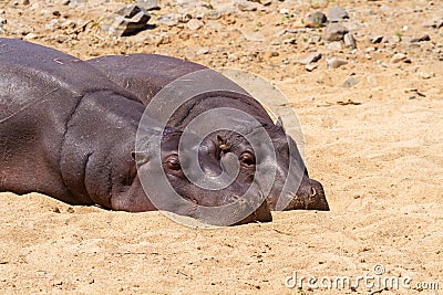 Pair of Hippos Resting Stock Photo