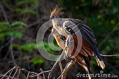 A pair of hoatzins Stock Photo