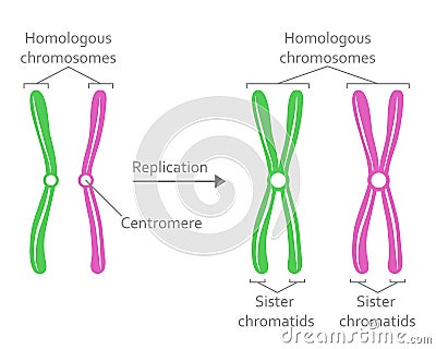 Pair of Homologous Chromosomes Vector Illustration