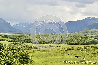 Pair of horses in green field with Rocky Mountain backdrop Stock Photo