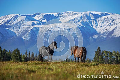 A pair of horses on a plain in the highlands. Wild mammals animals on free range. Beautiful photos of summer nature. Stock Photo