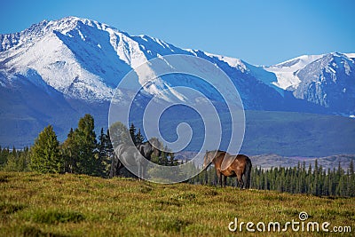A pair of horses on a plain in the highlands. Wild mammals animals on free range. Beautiful photos of summer nature. Stock Photo
